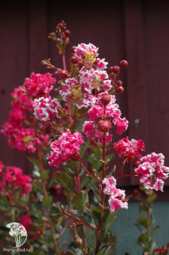 Фото Лагерстремия индийская Распберри Ол Зе Бест