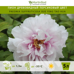 Пион древовидный Персиковый цвет