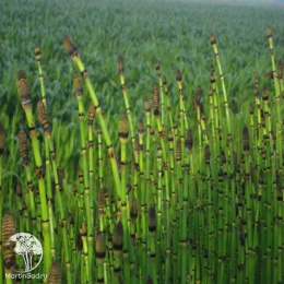Equisetum hyemale Хвощ зимующий