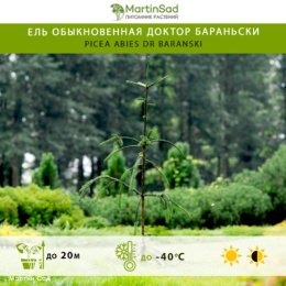 Ель обыкновенная Доктор Бараньски