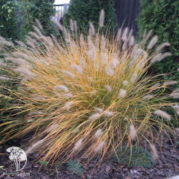 Gold Пеннисетум лисохвостный Хамелн Голд