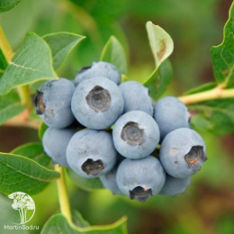 Голубика высокорослая Река