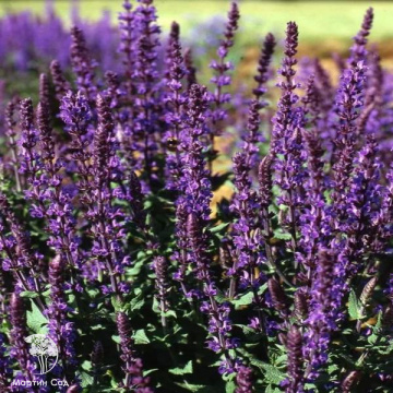 Фото Salvia nemorosa Dwarf Blue Queen Шалфей дубравный Блю Квин