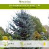 Ель колючая Изели Фокстейл фото 1 