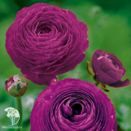 Лютик (Ранункулюс) Цветущая долина фиолетовая F1 пробирка, серия Саката