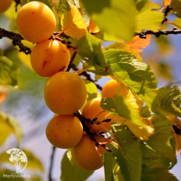 Слива гибрид Ренклод Колхозный + Яичная Синяя