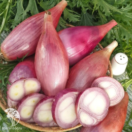 Лук репч. Стиляга