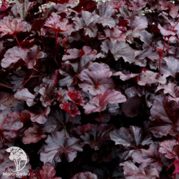 Сверхвыгодный микс! Гейхера Обсидиан + Гейхера Каппучино + Гейхера Нокаут