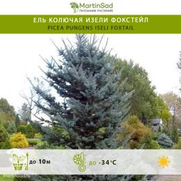 Ель колючая Изели Фокстейл