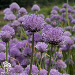 Шнитт-лук Эректа