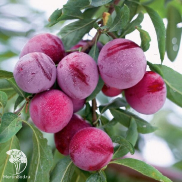 Фото Алыча Подарок Друзьям