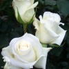 Роза чайно-гибридная Анастасия фото 1 