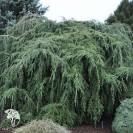 Тсуга канадская Ашфиелд Випер