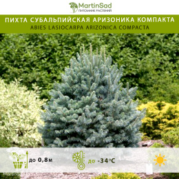 Пихта субальпийская Аризоника Компакта
