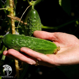 Огурец пчелоопыляемый Феличита F1