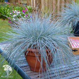 Овсяница сизая Интенс Блю