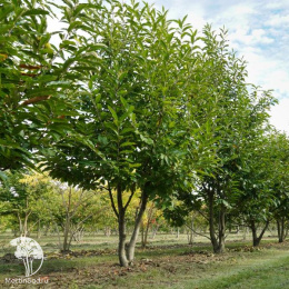 Каштан посевной (съедобный) Аспленифолия