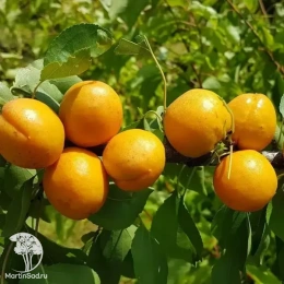 Шарафуга жёлтая