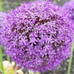 Лук Пати Баллунс