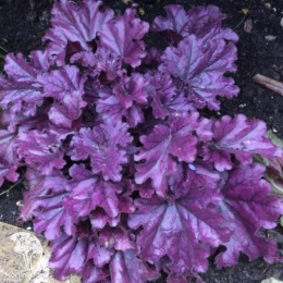 Гейхера Фростед Вайолет