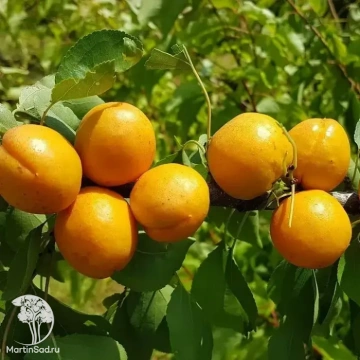 Фото Шарафуга жёлтая