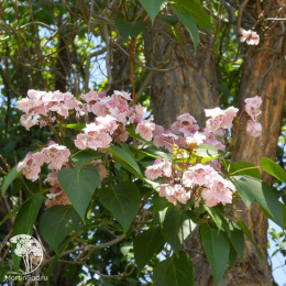 Катальпа Фаргеза формы Дюкло на штамбе