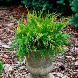 Микробиота перекрестнопарная Карнавал