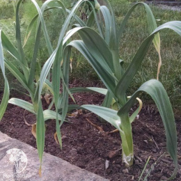 Лук порей Элефант