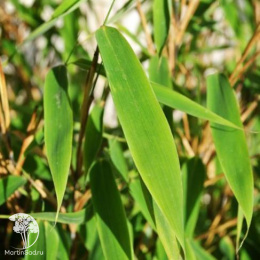 Бамбук Фаргезия Мюриэла Элис