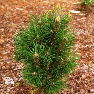 Фото Сосна горная Альпенцверг на штамбе