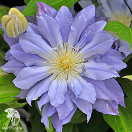 Клематис Азур Болл