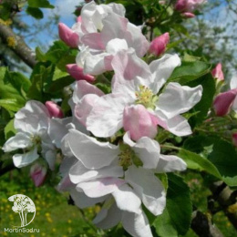 Яблоня Былина