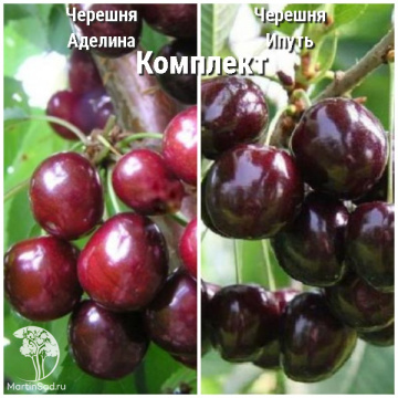 Фото Сверхвыгодный комплект! Черешня Аделина + опылитель черешня Ипуть