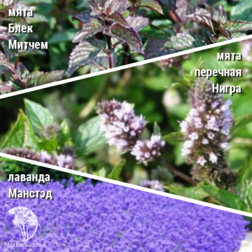 Фото Набор для чая мята Блек Митчем + мята Нигра + лаванда Манстэд