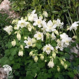 Aquilegia hybrida Spring Magic White Аквилегия гибридная Спринг Мэджик Вайт
