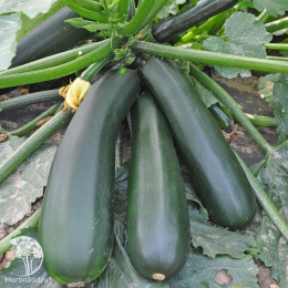 Кабачок Желтоплодный +Негритенок  серия Дуэт Н20