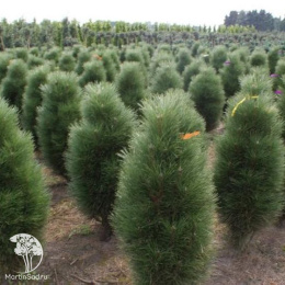 Сосна новогодняя Грин Тауэр