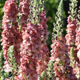 Коровяк (Вербаскум, Медвежье ухо, Цельзия) Карибиан Краш