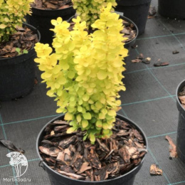 Барбарис тунберга Голден Торч