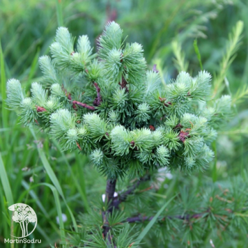 Фото Лиственница американская Хартвиг Пин на штамбе