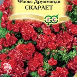 Флокс Скарлет друммонда (серия Элитная клумба)