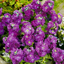 Левкой карликовый Дюймовочка фиолетовый