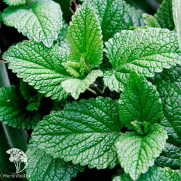 Мелисса лекарственная Махито