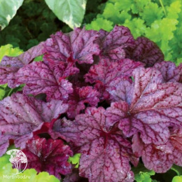 Гейхера Берри Смузи