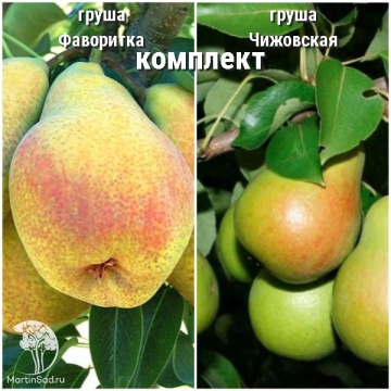 Фото Груша Фаворитка + опылитель Груша Чижовская