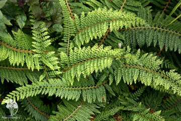 Фото Многорядник многореснитчатый