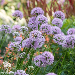 Лук Саммер Бьюти