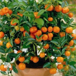 Томат Горшечный красный +Горшечный оранжевый (серия Дуэт)