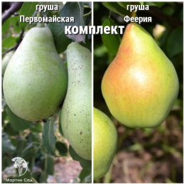 Груша Первомайская + опылитель Груша Феерия