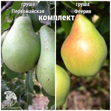 Фото Груша Первомайская + опылитель Груша Феерия